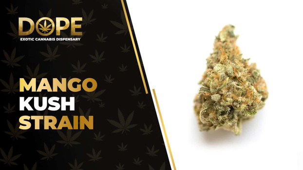Mango Kush Strain Review: Tropical Flavor & Relaxing High