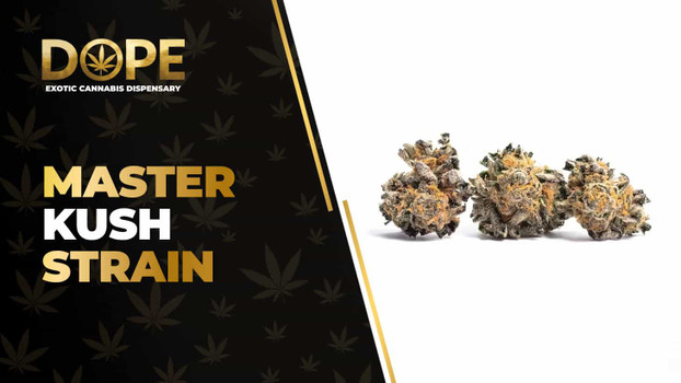 Master Kush Strain Review: Classic Calm & Relaxation