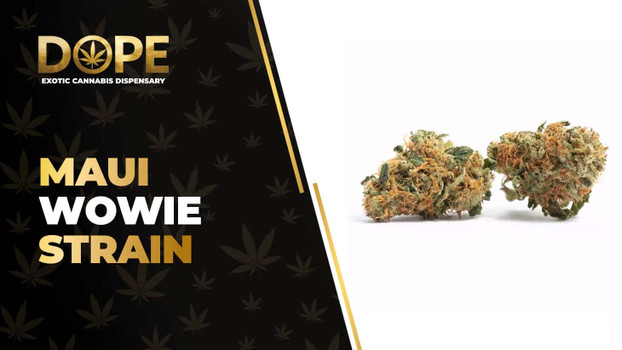 Maui Wowie Strain: Effects, Flavor & THCA Flower