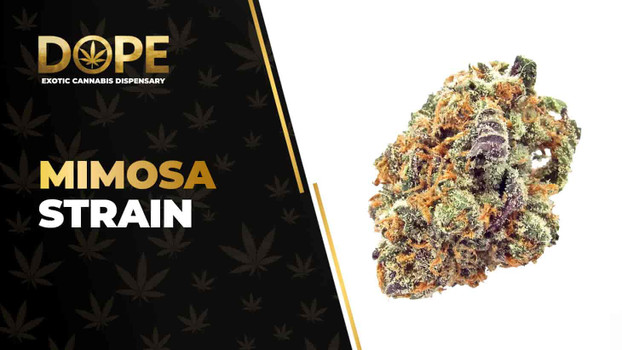 Mimosa Strain Review: Citrus Flavor & Uplifting High