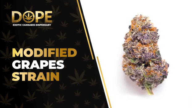 Modified Grapes Strain Review: Flavor, Effects & THC