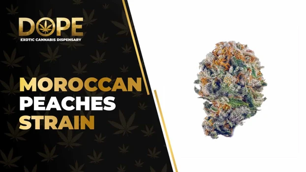 Moroccan Peaches Strain: Flavor, Effects & Genetics