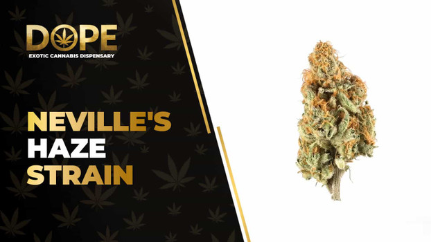 Neville's Haze Strain Review: Citrus & Uplifting Effects