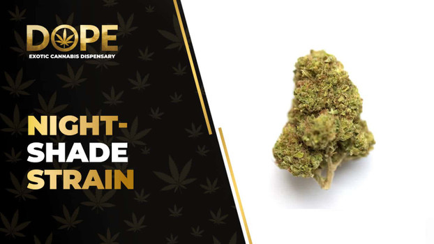 Night-Shade Strain Review: Sweet Flavour & Relaxing Effects