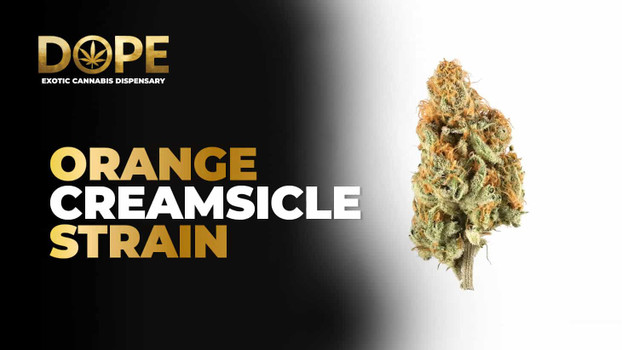 Orange Creamsicle Strain Review | Flavor & Effects