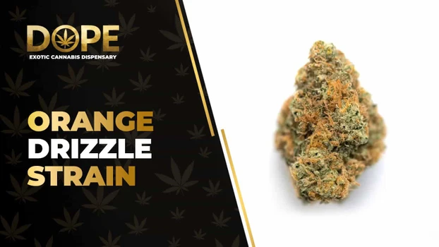 Orange Drizzle Strain: Flavor, Effects & Genetics