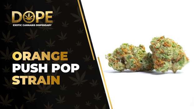Orange Push Pop Strain Review: Citrus Flavour & Effects