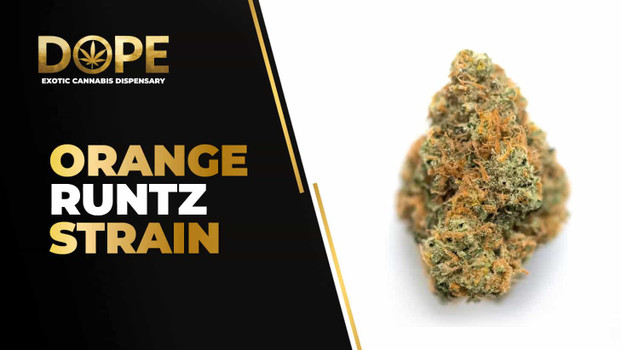 Orange Runtz Strain Review: Citrus Candy Hybrid Power