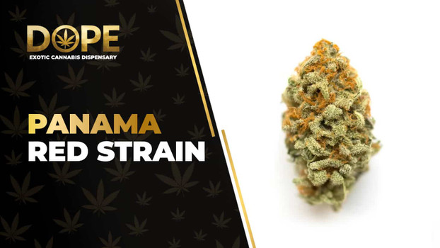 Panama Red Strain Review: Classic Energetic Sativa