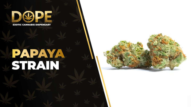 Papaya Strain Review: Tropical Flavor & Relaxing High