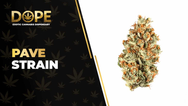 Pave Strain Review: Potent Effects, Flavor & THC Profile