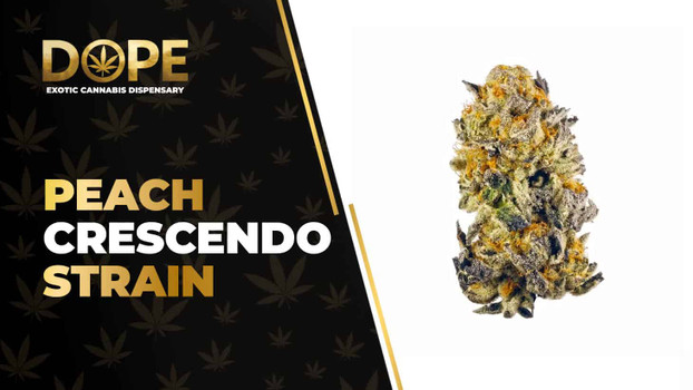 Peach Crescendo Strain Review: Flavor & Potent Effects