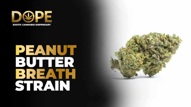 Peanut Butter Breath Strain Review | Effects & Flavor