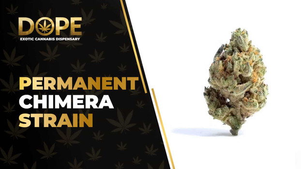 Permanent Chimera Strain: Flavor, Effects & THCA Flower