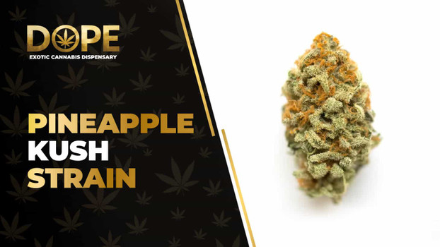 Pineapple Kush Strain Review: Tropical Calm & Flavor