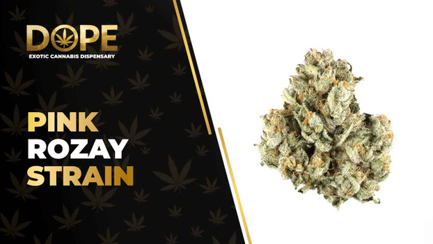 Pink Rozay Strain Review: Flavor, Effects & THC Guide