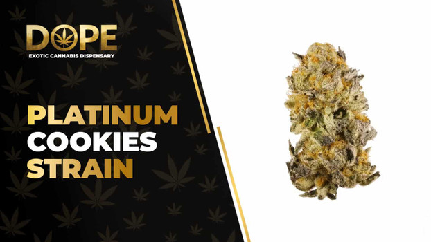 Platinum Cookies Strain Review: Flavor, Effects & THC