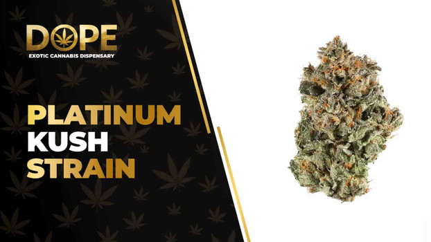 Platinum Kush Strain Review: Potent & Relaxing Indica