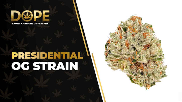 Presidential OG Strain Review: Potent OG Kush Effects