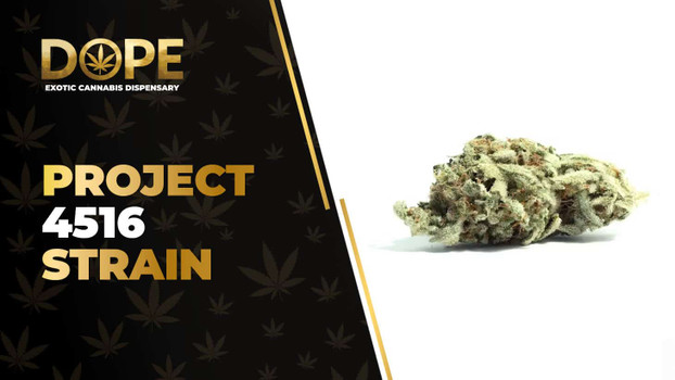 Project 4516 Strain Review: Flavor, Effects & Potency