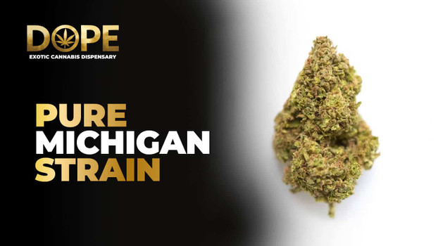 Pure Michigan Strain Review | Flavor, Effects & Grow Guide