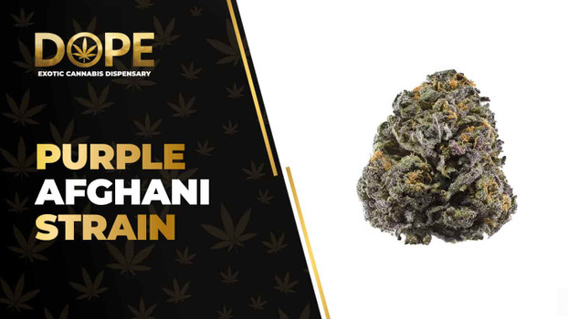 Purple Afghani Strain: Effects, Flavor & THCA Flower