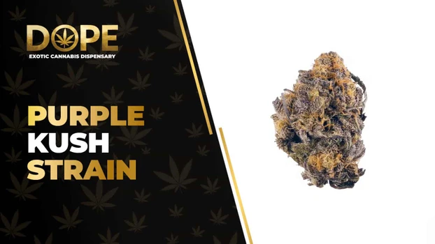 Purple Kush Strain Review: Deep Relaxation & Flavor