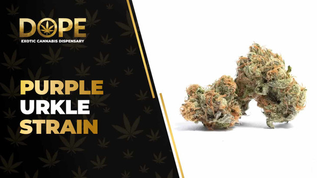 Purple Urkle Strain: Flavor, Effects & THCA Flower