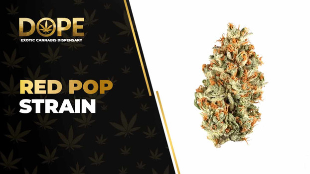 Red Pop Strain Review: Sweet Flavor & Balanced Hybrid