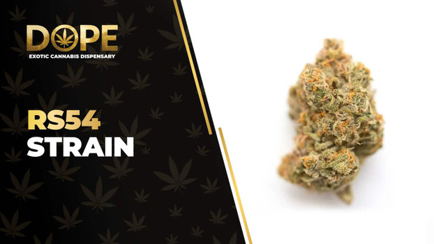 RS54 Strain: Flavor, Effects & THCA Flower Guide