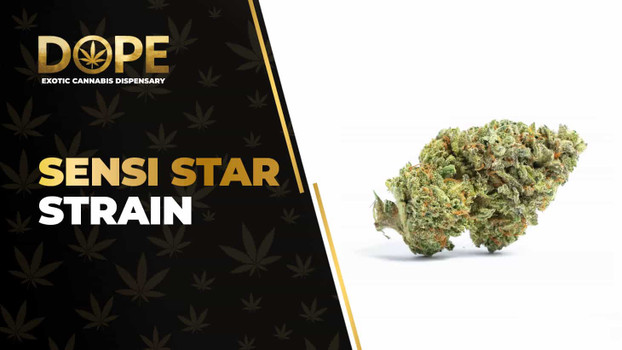 Sensi Star Strain: Effects, Flavor & THCA Flower