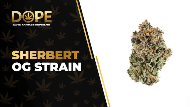 Sherbert OG Strain: Sweet Flavor, Effects & OG Genetics