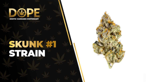 Skunk #1 Strain Review: Skunky Flavour & Balanced Effects