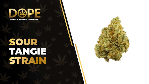 Sour Tangie Strain Review: Citrus Flavor & Uplifting High