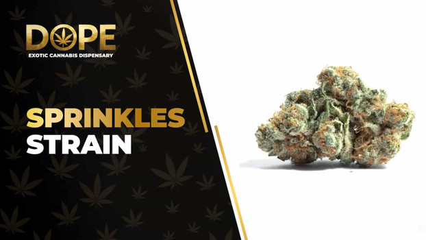Sprinkles Strain: Flavor, Effects, Genetics & THCA Flower