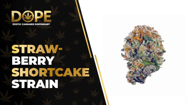 Strawberry Shortcake Strain: Flavor, Effects & THCA Flower