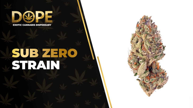 Sub Zero Strain: Genetics, Flavor, Effects & THCA Flower
