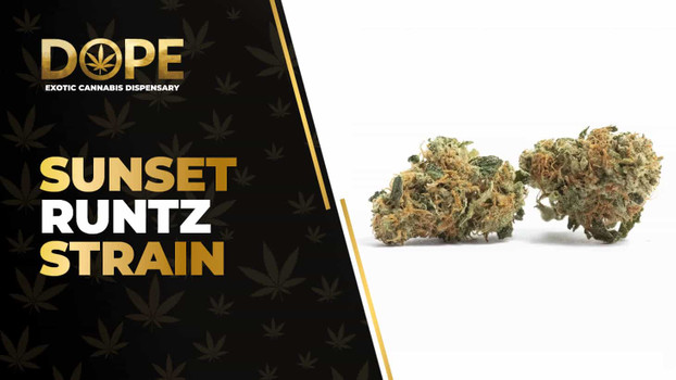 Sunset Runtz Strain Review: Creamy Citrus Bliss Hybrid