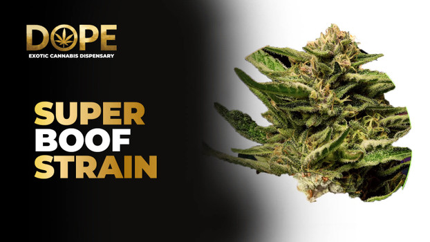 Super Boof Strain Review and Information | Dope