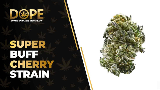 Super Buff Cherry Strain: Flavor, Effects & THCA Flower