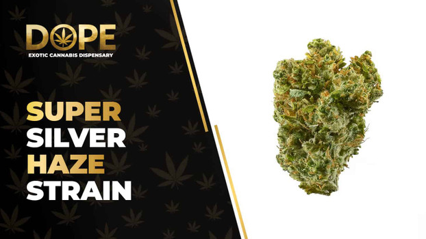 Super Silver Haze Strain: Citrus Flavour & Uplifting Effects