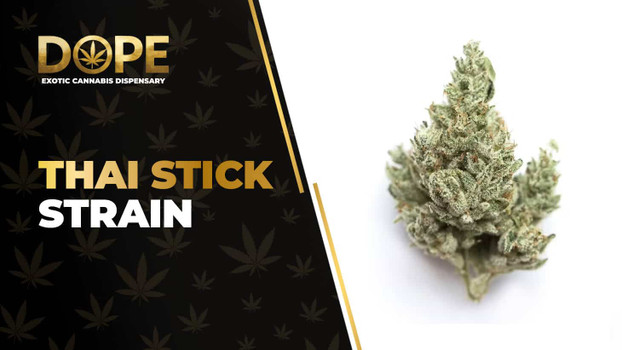Thai Stick Strain Review: Tropical Legendary Sativa