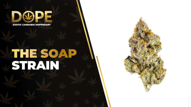 The Soap Strain Review: Flavor, Effects & Growing Guide