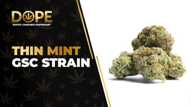Thin Mint GSC Strain Review: Minty & Potent Hybrid