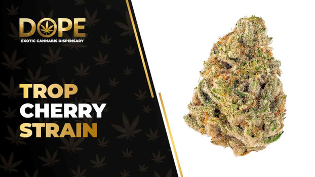 Trop Cherry Strain Review: Fruity Flavour & Effects