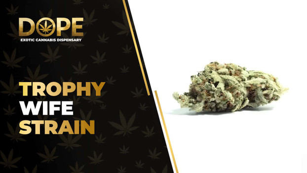 Trophy Wife Strain Review: Flavour, Effects & Genetics