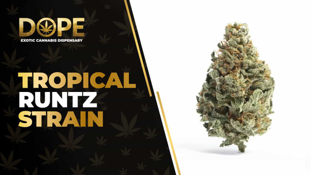 Tropical Runtz Review: Sweet Fruity Hybrid Effects