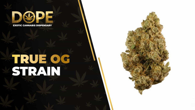 True OG Strain Review: Flavor, Effects & THC Guide