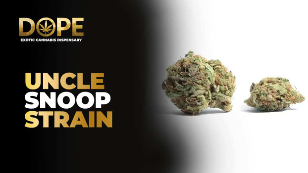 Uncle Snoop Strain Review | Flavor, Effects, & Grow Guide