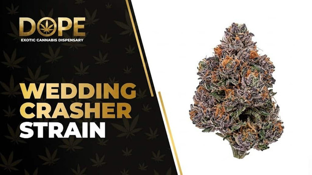 Wedding Crasher Strain: Sweet Flavor & Uplifting High